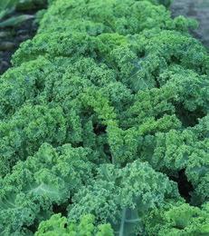 Broccoli Raab Brassica oleracea 1000 frön = ca 1,6 g. Grobarhet: 90% God och nyttig! Mycket snabb utveckling. För spirning.större mängd finns hos lindbloms.com 1685 Portion/Innehåller ca 100 g.