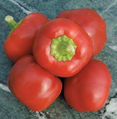 Köksväxter (t.ex. 1M frön = 1000 frön, 10M frön=10.000 frön osv.) Priser i katalogen är exkl. moms. CORNO ROSSO röd lång.
