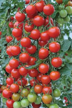 Köksväxter TRIXI (ca 117 dagar) Rund röd. Ger runda blanka frukter med liten spets. Vikt ca 20 g. Ganska söt smak med bra karaktär. Som många sorter med bra smak har denna sort grön nacke.