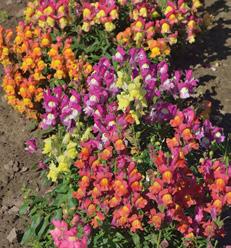 Ettåriga prydnadsväxter Amaranthus caudatus Rävsvans 1000 frön=0,5-0,7 g. Grobarhet 65% Såtid: förkult.