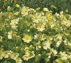 extremt färgrika blommor och kraftiga bladverk, eller tycker man nog den är för mycket av allt. Den är inte diskret så att säga. Höjd: ca 85 cm.