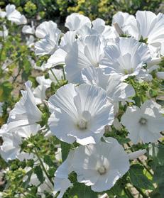 Läge: sol-halvskugga Vi säljer nu även engelska luktärtsfrön i portion och storportion. White Frills utgår. Jilly krämvit (ca 100 dagar) Ganska stora krämvita blommor med stark parfymliknande doft.