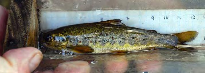 Vid provfisket görs även en mätning av den fisk man får upp. ning. Idag används inte farliga ämnen som PCB och utter är på väg tillbaka, kanske till Surtan. Surtan är en laxå.