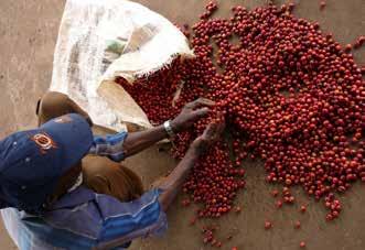 Testa dina kunskaper 1. Minimipriset ska täcka kostnaden för hållbar produktion. Vem är det som får ett minimipris genom Fairtrade? 1. Företaget som säljer produkten X. Importören 2.