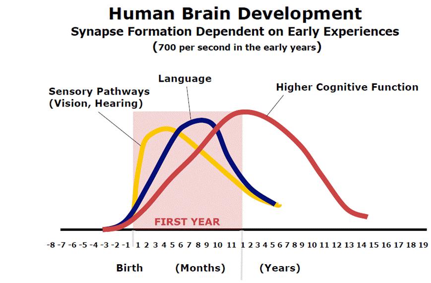 Hjärnans utveckling är enorm under de första levnadsåren och kan stimuleras stora möjligheter att påverka med tidiga insatser! Nelson, C. A. (2000).