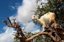 Essaouira Vi får besök av Miryam, en ung marockansk mamma, som berättar om hur det