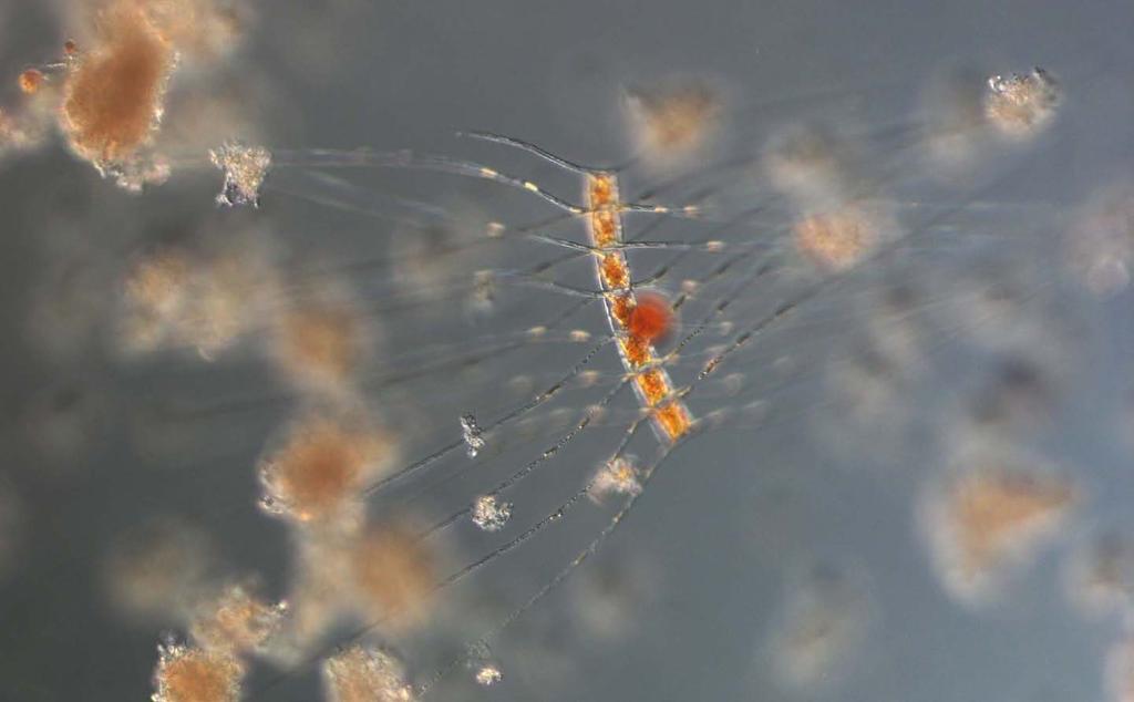 The Baltic Sea All phytoplankton samples from the Baltic stations had few species with low cell numbers. Filamentous cyanobacteria were absent.