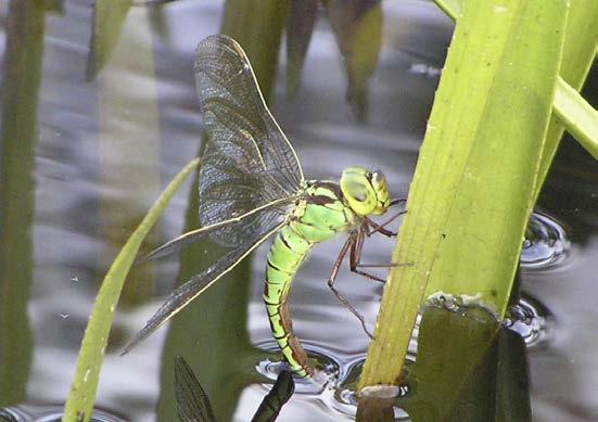 FOTO: TOMMY KARLSSON Grön mosaikslända Aeshna viridis är en blågrön (hane) eller grön (hona) stor slända som ofta lägger sina ägg på växten vattenaloe. Den är särskilt skyddad av EU.