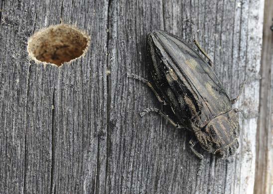 FOTO: JOHAN SÖDERCRANTZ SveN (Svenska Naturtyper) är ett system för att dela in naturtyper. I fjällen finns bl.a. alpina rishedar, videbuskmarker, kalkgräsmarker.