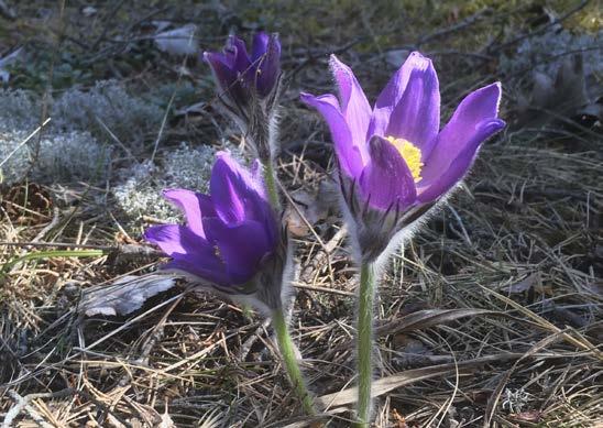 sådant som har med Sveriges arter och naturtyper att göra. Merparten av uppdragen kommer från Naturvårdsverket och Havs- och vattenmyndigheten. ArtDatabanken svarar löpande på remisser.