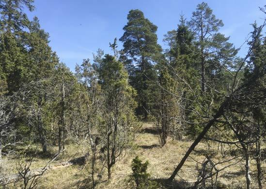 På Gotland växer nipsippa på hällmarker med ett tunt täcke av grus eller sand samt i torr tallskog. På bilden öppen tallskog i området Filehajdar.