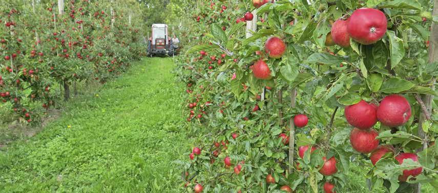 Börja odla ekologisk frukt Text och foto: Johan Ascard, Jordbruksverket Det är stor efterfrågan på ekologisk frukt. Med rätt odlingsteknik går det att få stabila skördar och god ekonomi.
