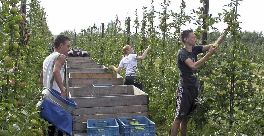 och de ska vara lätta att skilja åt. Under en övergångsperiod på 5 år kan du dock få odla samma sorter. Kontakta ditt kontrollorgan för mer information om parallellproduktion.