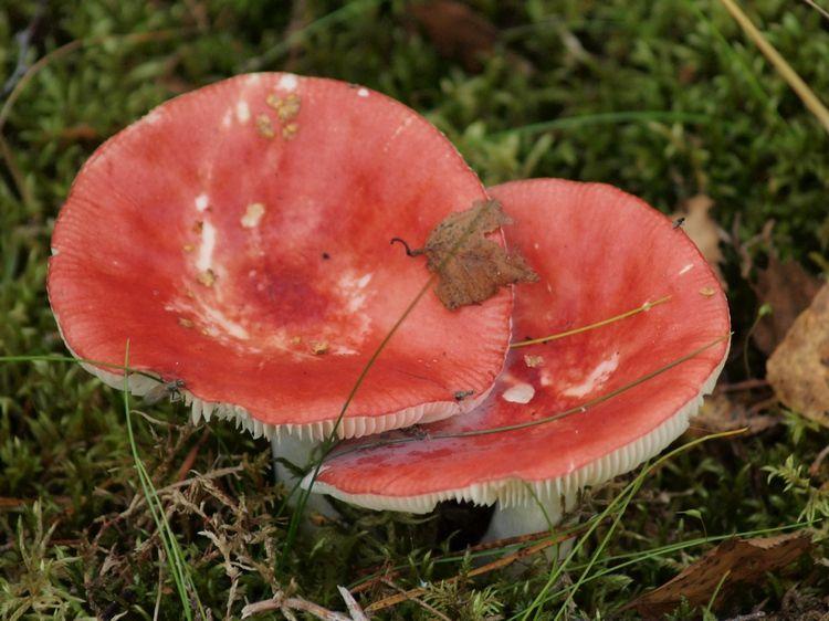 SEPTEMBER SVAMPUTFLYKT Tid och plats för svamputflykten kommer att finnas i höstprogrammet Svamputflykt med svampkonsulent Lars-Göran Hellsten. Ta med svampkorg och fika.