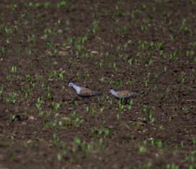 ! Two turtledoves (MA) Och hur gick det för Rikard, vars framgångar vi alla följde med glädje?