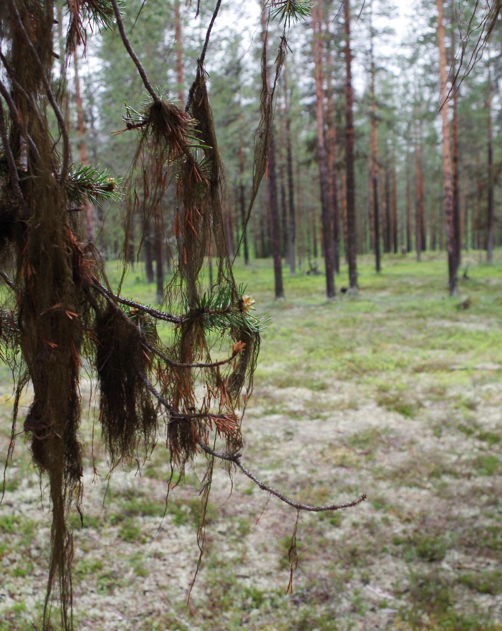 Varför invasiv contortatall på renbetesmark? Enligt Skogsstyrelsen har svenska staten aldrig aktivt godkänt plantering av contortatall.