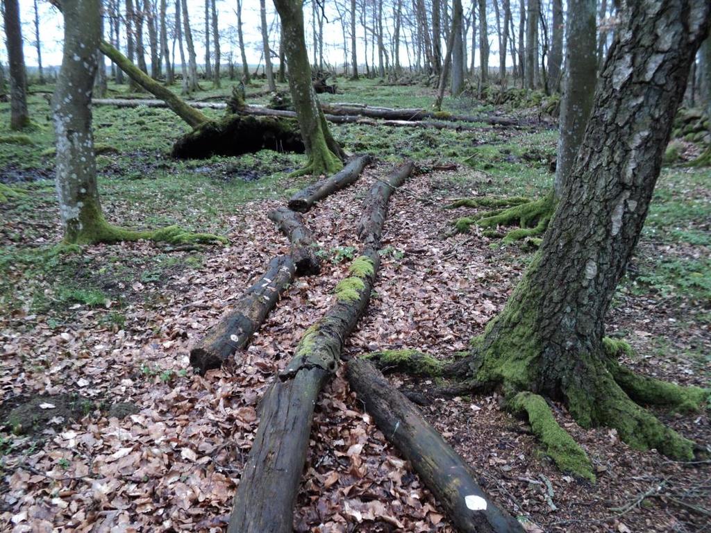 Framför allt i sumpskogen finns det mycket lågor.