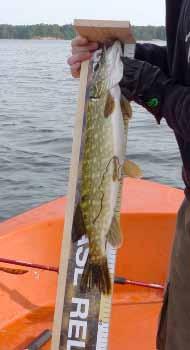 REGISTRERING AV FISK TILLVÄGAGÅNGSSÄTT I tävlingen ska alla fiskar som är minst 70cm långa registreras. Glöm ej att ni själva står för digitalkamera.