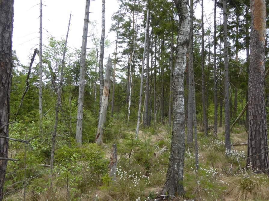 Naturvårdsarter: - Area (ha)/bredd: Gränsöverskridande objekt: - 157 (Sumpskog vid Blekaremossen) Skog och träd Barrsumpskog Visst biotopvärde, obetydligt artvärde 0,08 ha Inventeringsdatum: