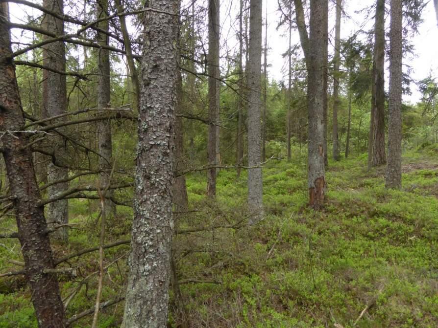 Naturvårdsarter: - Area (ha)/bredd: Gränsöverskridande objekt: - 159 (Sumpskog vid Blekaremossen) Skog och träd Barrsumpskog Visst biotopvärde, obetydligt artvärde 0,2 ha Inventeringsdatum: