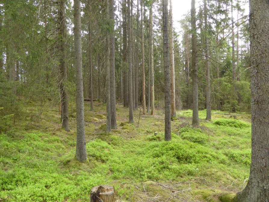Naturvårdsarter: Area (ha)/bredd: Gränsöverskridande objekt: - 161 (Granskog vid Anneberg) Skog och träd Granskog Ja Visst biotopvärde, obetydligt artvärde 1,0 ha Inventeringsdatum: 2016-05-19,