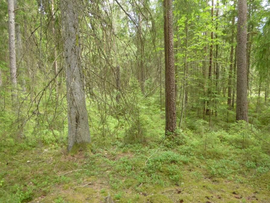 Naturvårdsarter: Area (ha)/bredd: Gränsöverskridande objekt: 164 (Barrskog vid Blomsholm) 3 - Påtagligt naturvärde Skog och träd Barrblandskog Ja Visst biotopvärde, visst artvärde 0,9 ha Objektet är