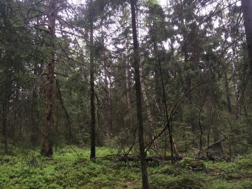 Naturvårdsarter: Area (ha)/bredd: Gränsöverskridande objekt: - 150 (Barrskog väster om Ulvåskulla) 4 - Visst naturvärde Skog och träd Barrskog Ja Visst biotopvärde, obetydligt artvärde 0,4 ha