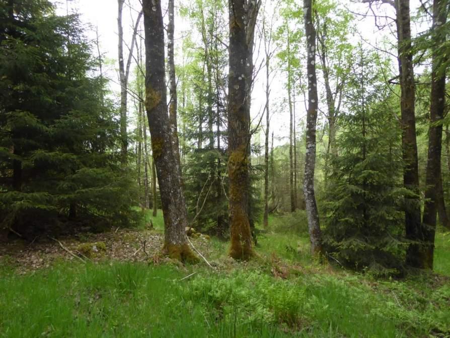 Naturvårdsarter: - Area (ha)/bredd: Gränsöverskridande objekt: - 156 (Lövskog vid Ulvåsen) 3 Påtagligt naturvärde Skog och träd Aspskog Påtagligt biotopvärde, visst artvärde 0,5 ha Inventeringsdatum: