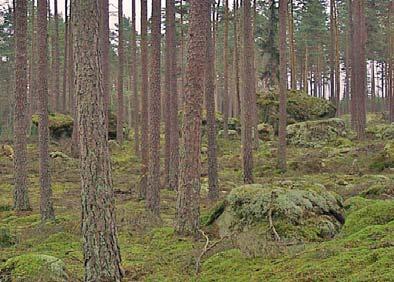 FÖRDELAR SVERIGE - Lägre fastighetspriser - Låga räntor - Billig valuta - Skattelagstiftning? - Miljökrav?