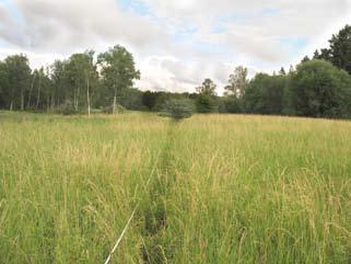 lokal: järvafältet markberett objekt 08 : ruta 76 78 80 38 39 40 antal svenskt namn vetenskapligt namn 26 krustistel Carduus crispus 22 kålmolke Sonchus oleraceus 9 hampdån Galeopsis speciosa 4