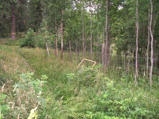 Transekt Transekt och därmed undersökningsområdet lades ut i igenväxande gräsmark inne i skogen därför att det här planeras att införa