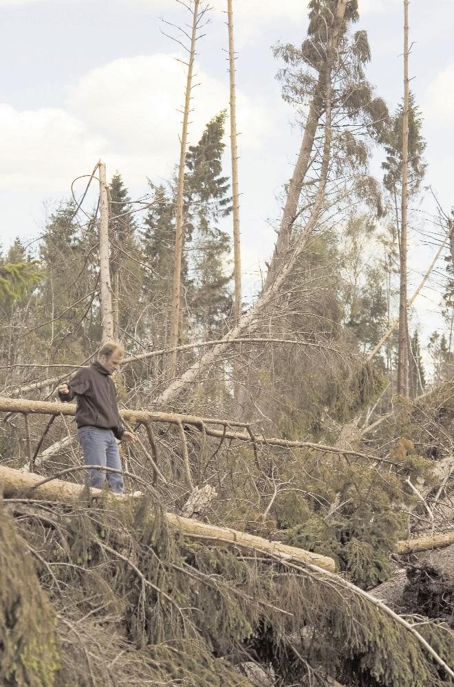 RAPPORT 13 2006 Hur drabbades enskilda skogsägare av stormen Gudrun?
