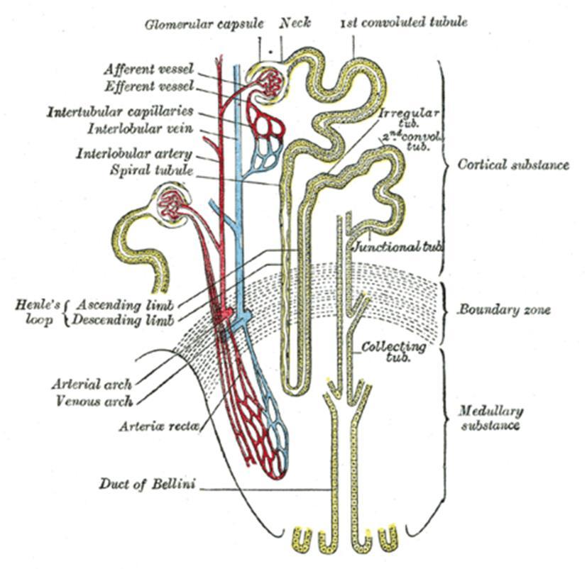Njurfysiologi och anatomi Nefronet njurens funktionella enhet