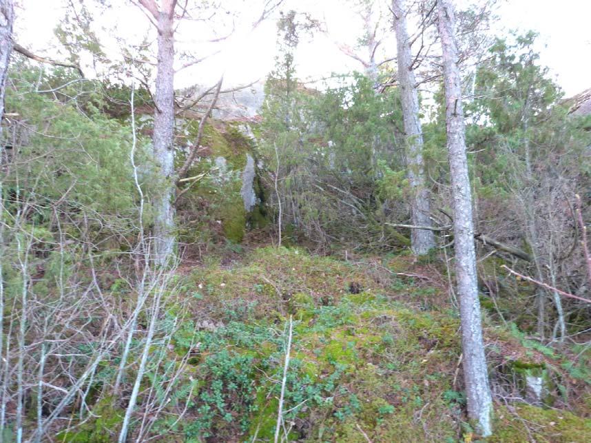 3. Nordvänd brant med tallskog Naturvärdesklass: Visst naturvärde naturvärdesklass 4. Dominerande naturtyp: Skog och träd.