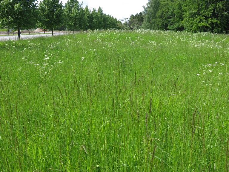 Objekt 3 0,2 ha Gräsmark som slås. Växtplats för gullviva och tovsippa. 2015-06-01.