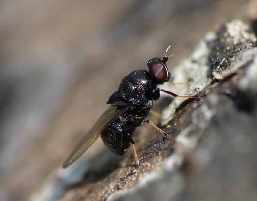 noterades fyra individer. Det finns uppgifter om att arten sällsynt även utvecklas i bokbark (Ehnström & Axelsson 2002) vilket dessa fynd också indikerar.