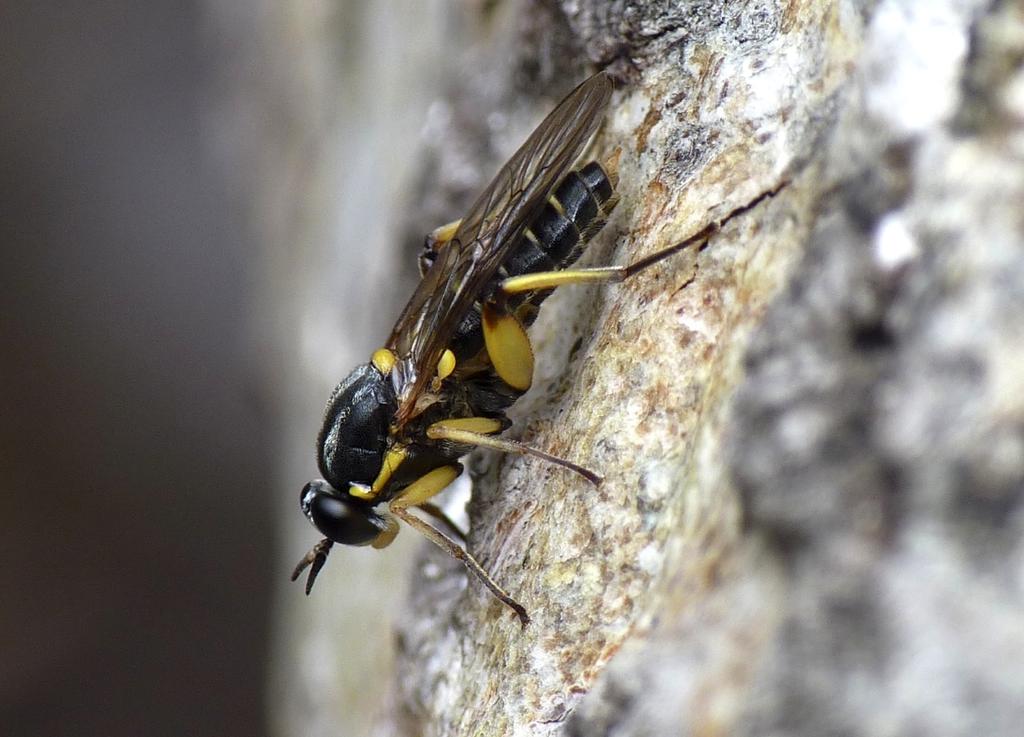 aspsavblomfluga Brachyopa pilosa. Dessa noterades med två respektive cirka 5 exemplar. Den 1 augusti fanns fortfarande flera aspsavblomflugor runt lågan.