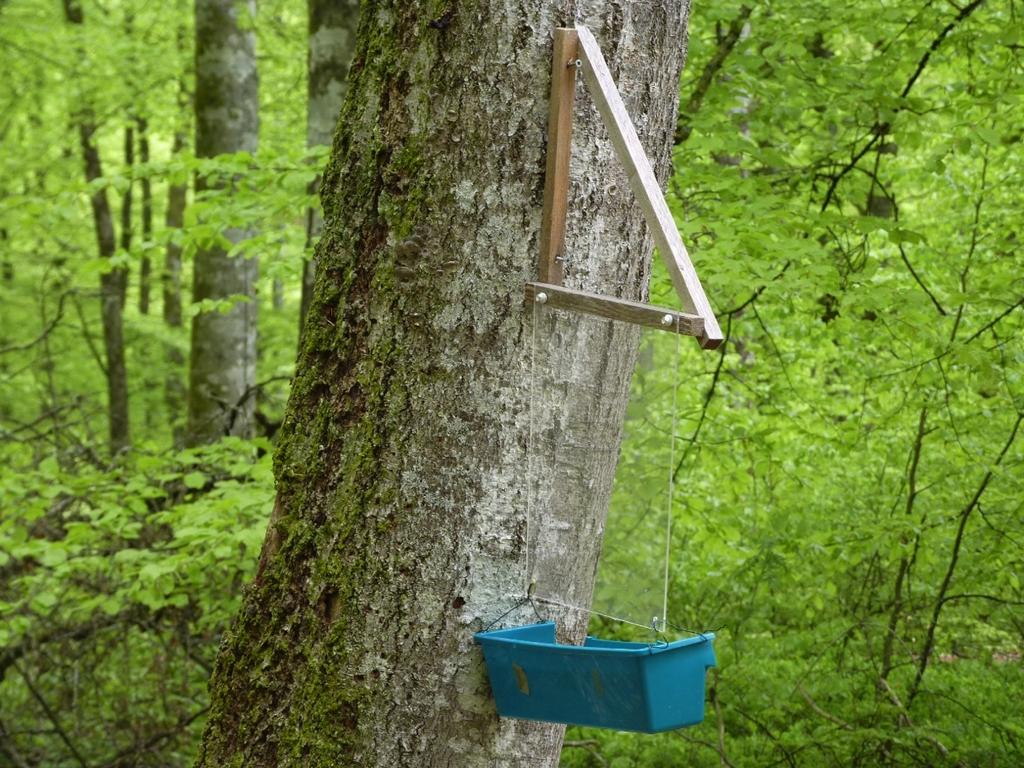 Figur 3. Fönsterfälla nummer 3. Fällorna placerades på substrat som bedömdes vara särskilt attraktiva för vedlevande insekter (Tabell 1, Bilaga 1).