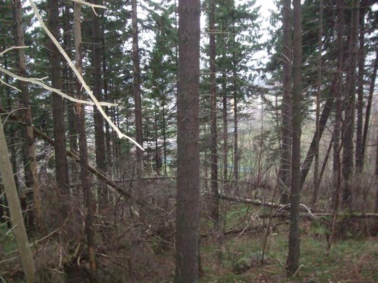 10. Lövskog Ställvis sumpig lövskog dominerad av yngre sälg och alm. Måttligt inslag av klen död ved.