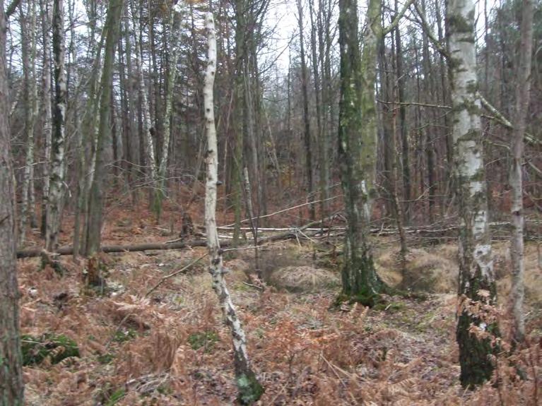 Stråk av björkdominerad lövsumpskog går genom undersökningsområdets östra delar, här i objekt 18. 16, 18.