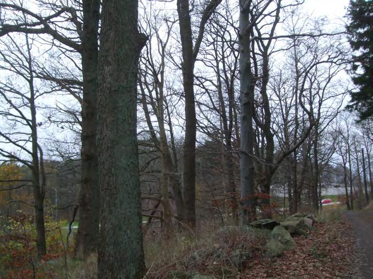 37. Blandskog med grova träd Hedartad skog med ek varav ett flertal grova träd i skogsbrynet i söder, medelålders tall och enstaka grövre bok.