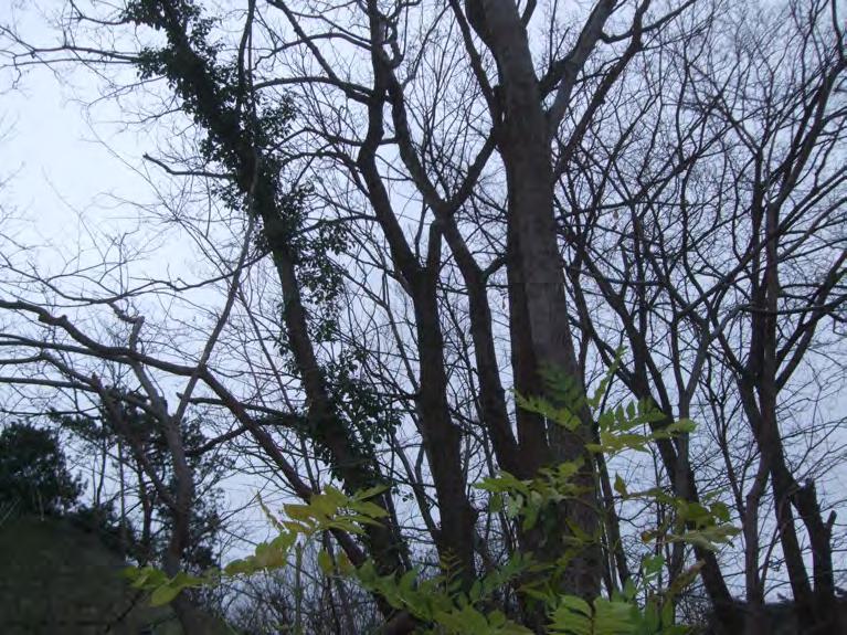 Murgrönebeklängt träd i objekt 24. Mindre hackspett Dendrocopos minor rödlistad (NT) Ett bo-/övernattningshål hittades i en björkhögstubbe i södra delen av objekt 18 (karta 3).