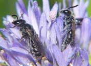Nyponsandbi Artens huvudsakliga pollenkälla är nypon och andra