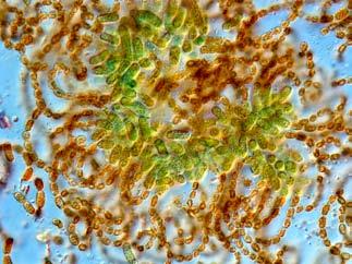 Levrasjön Växtplankton A ntal registrerade arter 30 Biomassa 0,41 mg/ l % biomassa av dominerande arter Ceratium hirundinella 60 % A nabaena lemmermannii 9 % Cryptomonas sp 8 % A nabaena lemmermannii