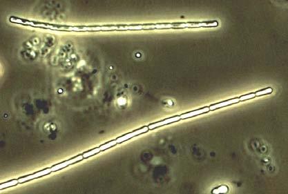 Ögonalger 2 2 - - - Heterotrofa flagellater 1 1 1 - - Oppmannasjön Växtplankton A ntal registrerade arter 75 Biomassa 5,2 mg/ l % biomassa av dominerande arter Prochlorothrix cf.