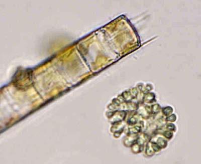 Biomassa 0,23 mg/ l % biomassa av dominerande arter Botryococcus sp 30 % Uroglena sp 22 % Rhodomonas sp 15 % b a) Grönalgen Botryococcus sp och b) blågrönalgen M icrocystis aeruginosa