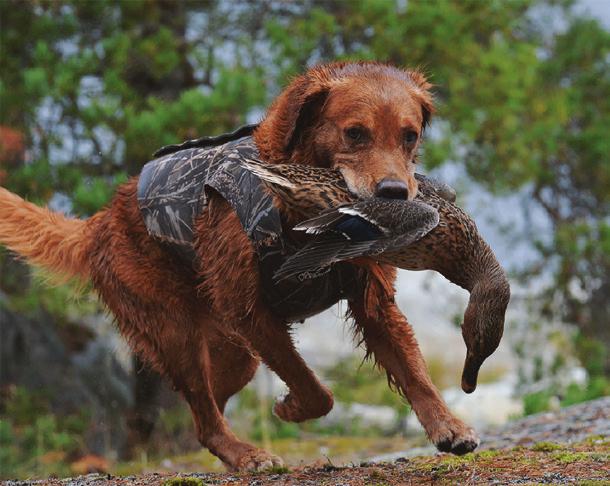 Vassruggens Vade Brand Jaktretrievern i Sverige en tillbakablick del 2 Text: Lasse Johnsson Först och främst vill jag tacka alla som i positiva ordalag via mejl, telefon eller på annat sätt hört av