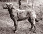 Jag skrev bland annat att valet av hanhund till kennel Twigg s första kull föll sig naturligt, då hunden Arrak bodde i närområdet.