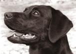 jaktavlade labradorerna, men detta föll inte i god jord i Labradorklubben vid den här tiden.