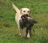 De som var intresserade av våra sammanställningar kunde prenumerera på pärmen och jag tror att nästan alla som hade jaktavlade labradorer på den tiden var med.